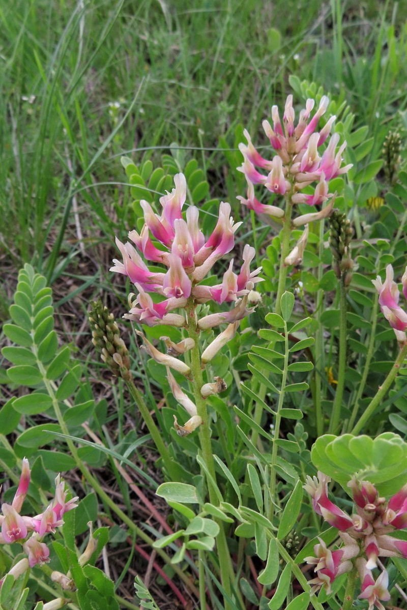 Astragalus robustus photo 8