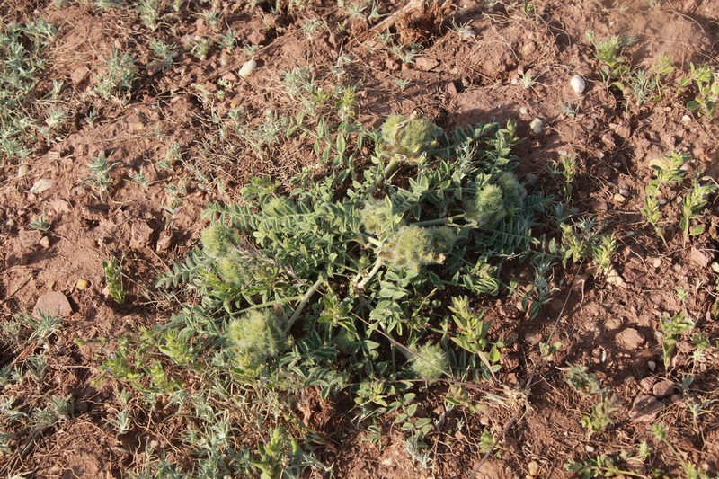 Astragalus roseus