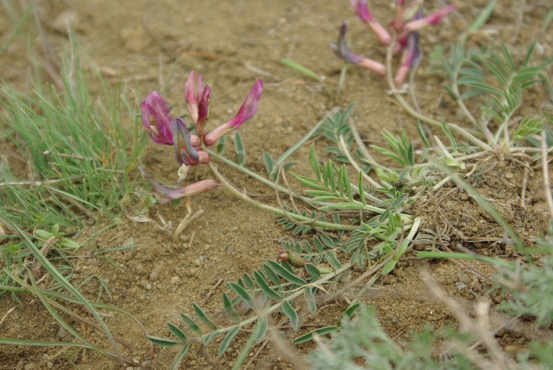 Astragalus rostratus