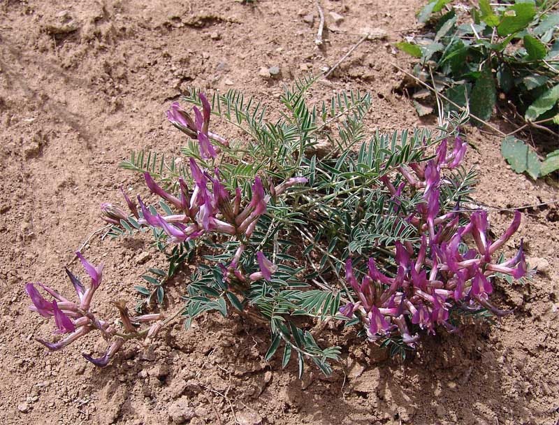 Astragalus rostratus photo 2