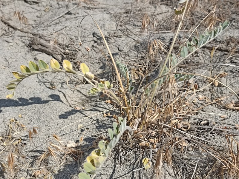 Astragalus rubellus photo 2