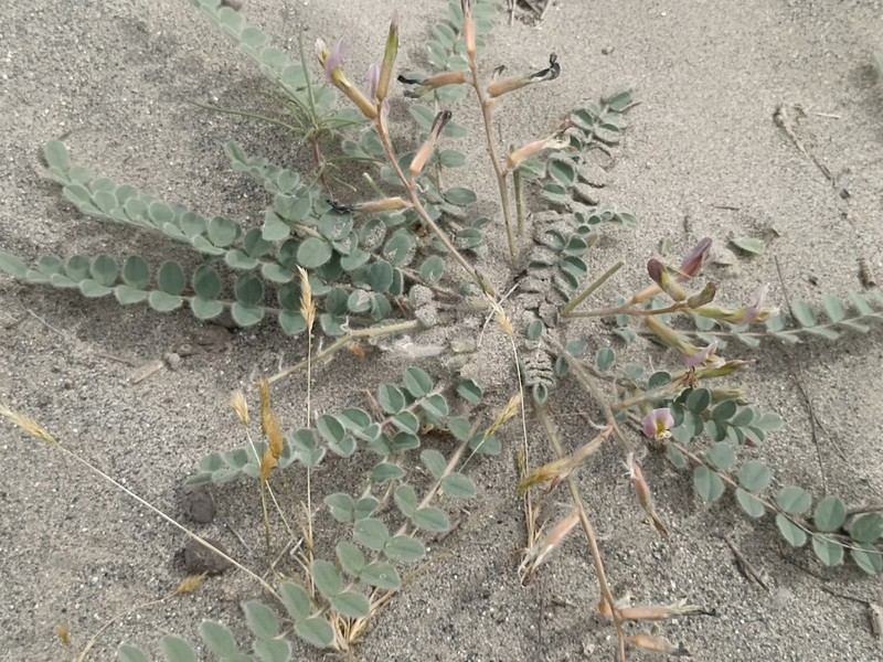 Astragalus rubellus photo 3