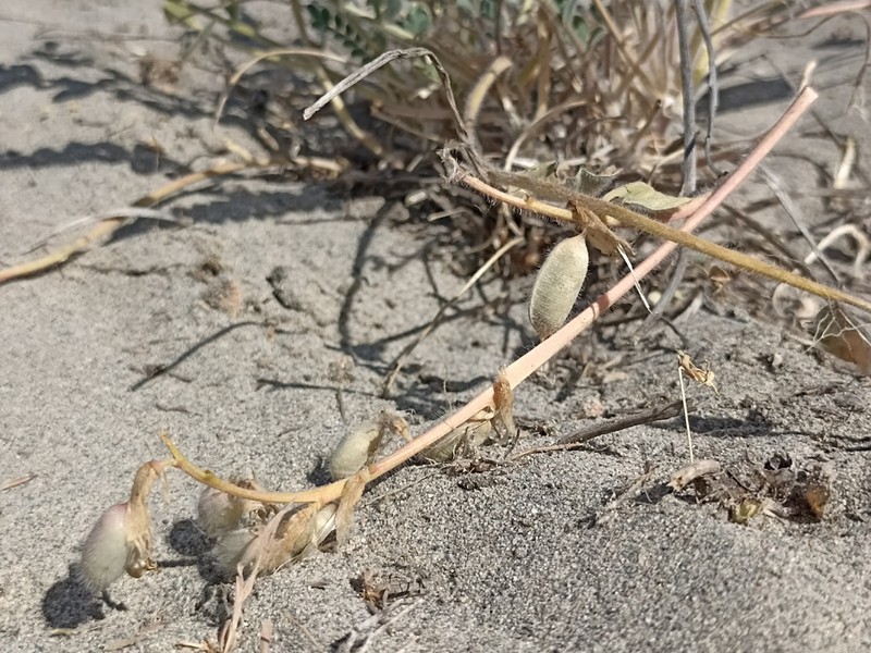 Astragalus rubellus photo 4