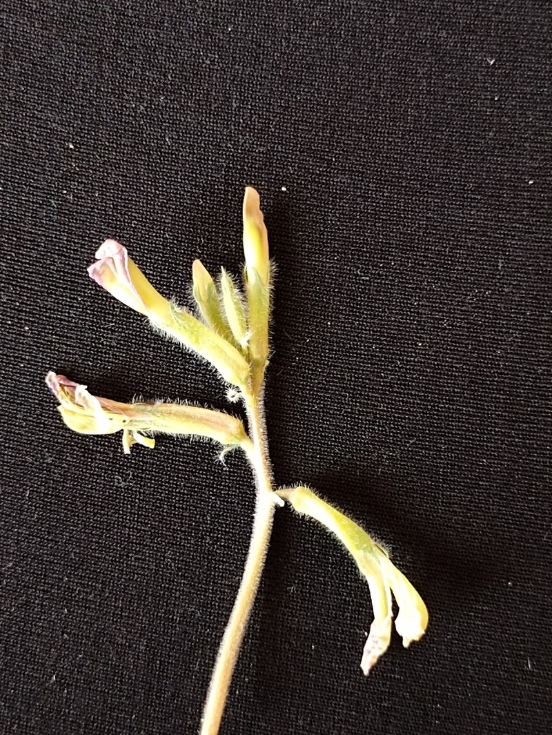 Astragalus rubellus photo 5