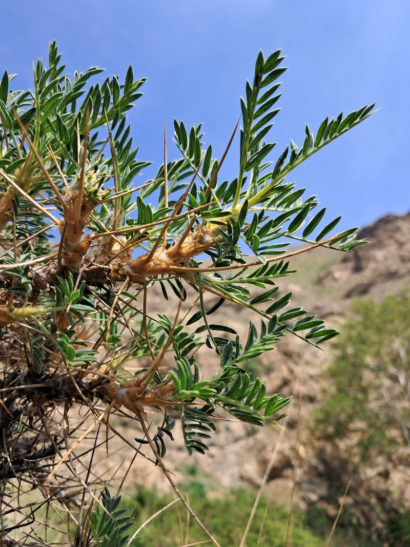 Astragalus rubriflorus