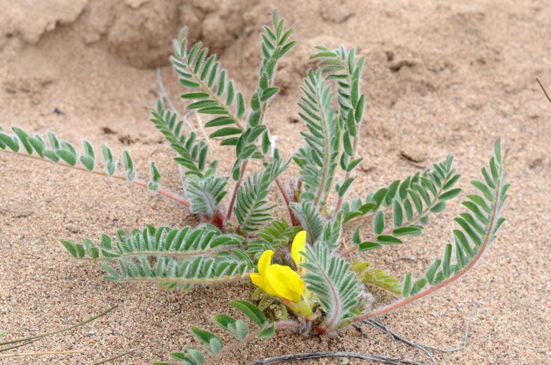 Astragalus rubtzovii