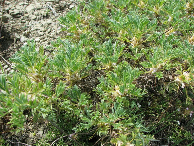 Astragalus rumelicus