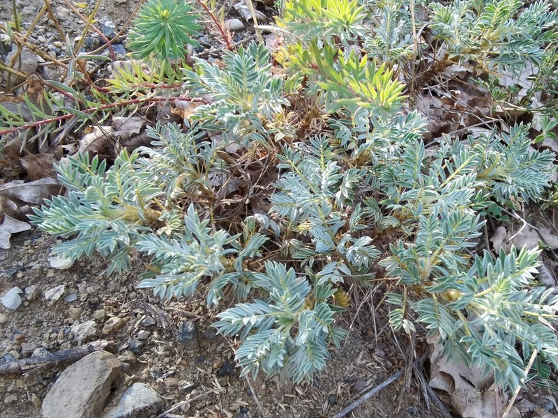 Astragalus rumelicus photo 2