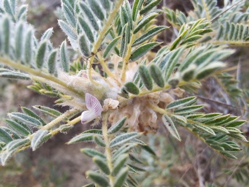 Astragalus rumelicus photo 3