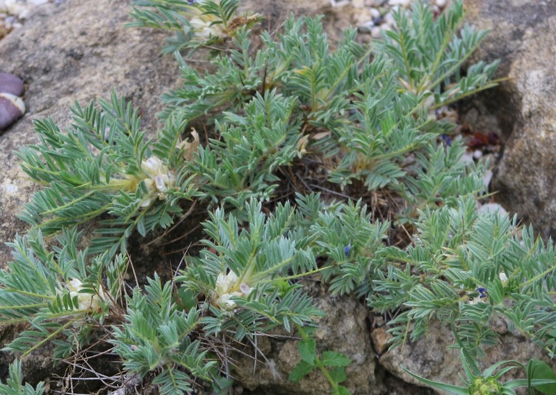 Astragalus rumelicus photo 4