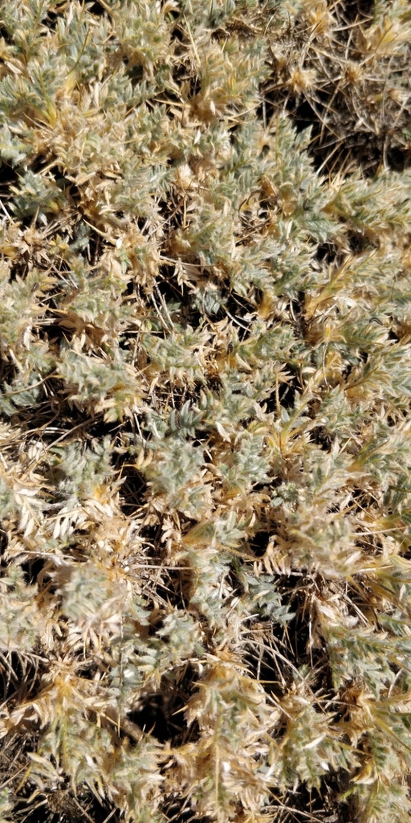 Astragalus rumelicus photo 5