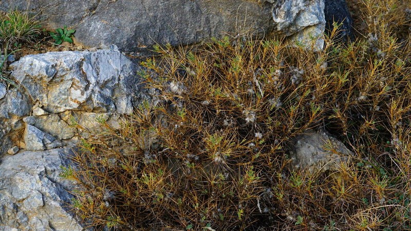 Astragalus rumelicus photo 6