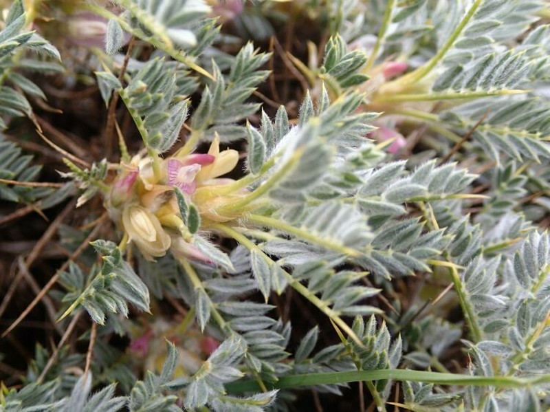 Astragalus rumelicus photo 7