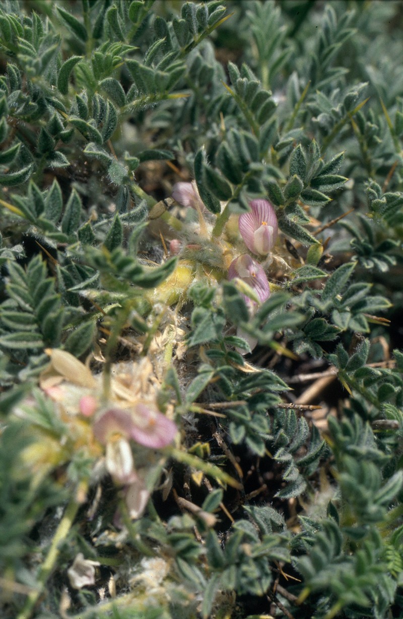 Astragalus rumelicus photo 8