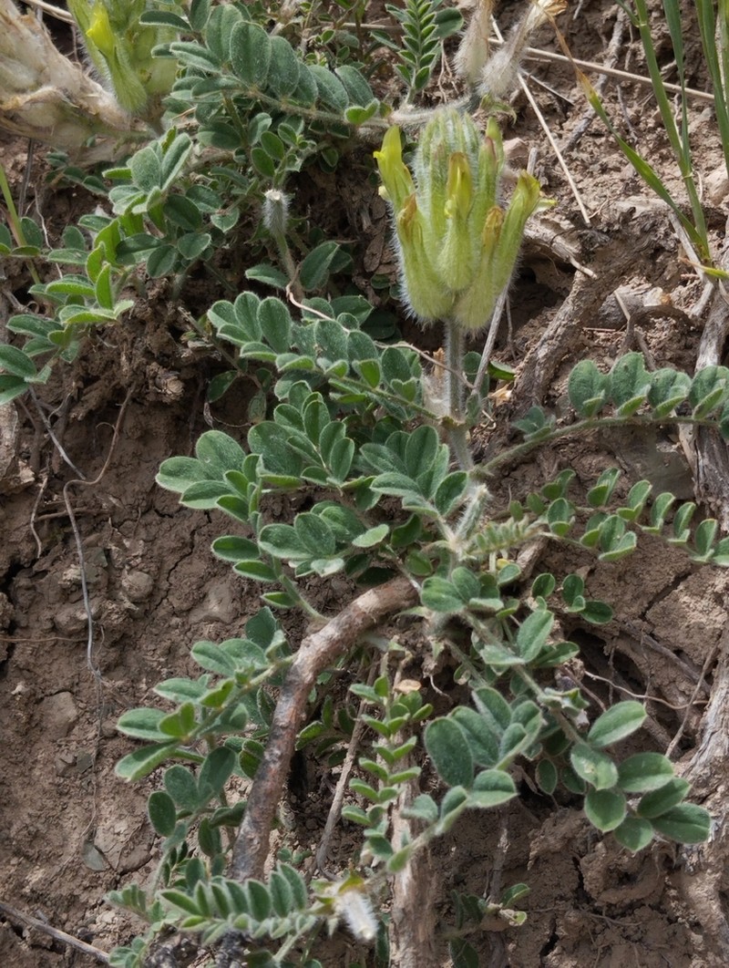 Astragalus rumpens