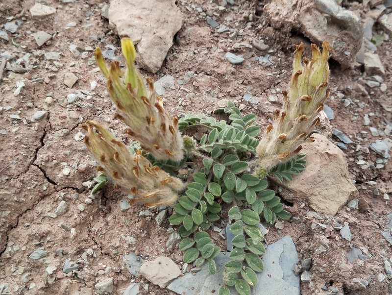 Astragalus rumpens photo 2