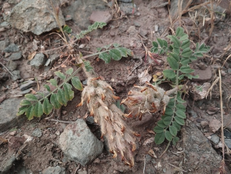 Astragalus rumpens photo 3
