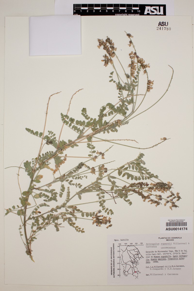 Astragalus rupertii