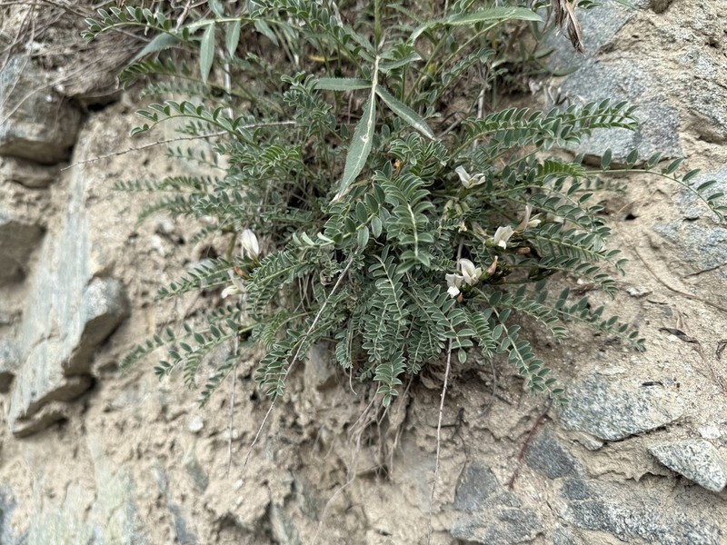 Astragalus rupifragiformis photo 2