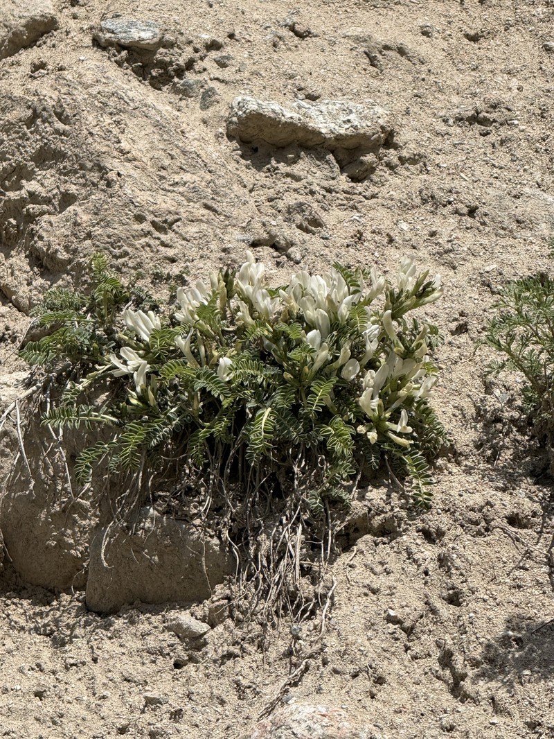 Astragalus rupifragiformis photo 3