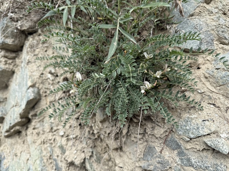 Astragalus rupifragiformis photo 4