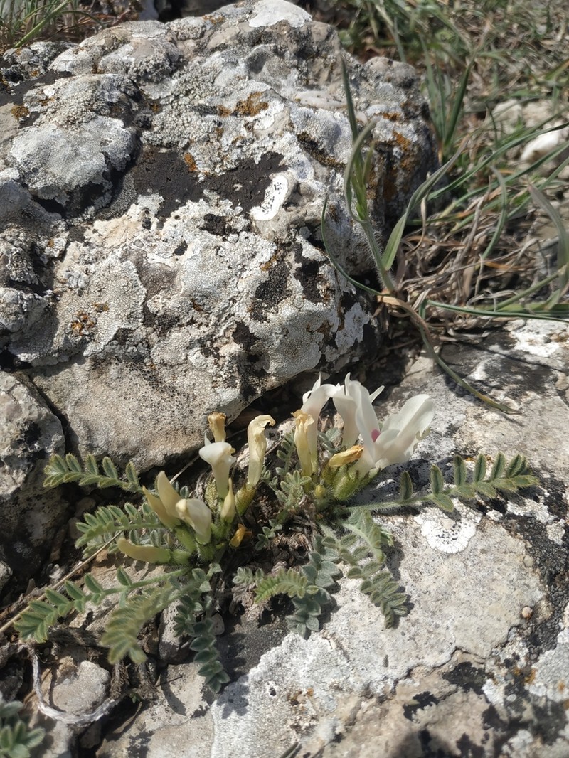 Astragalus rupifragus