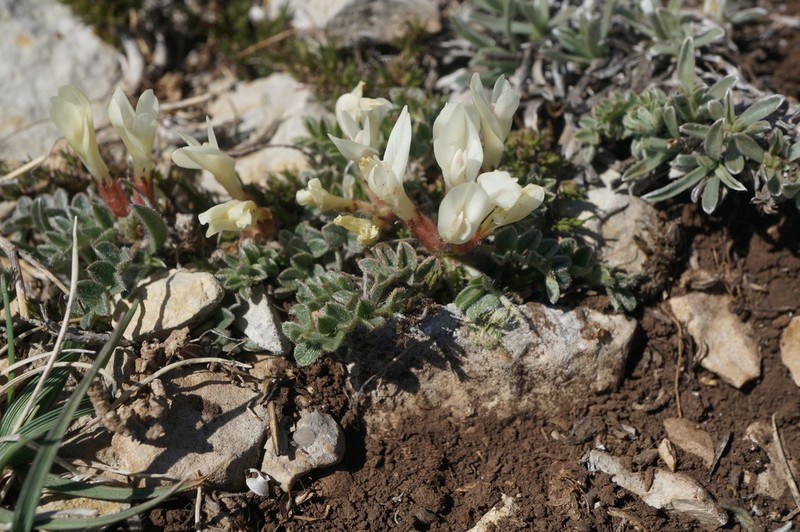 Astragalus rupifragus photo 2