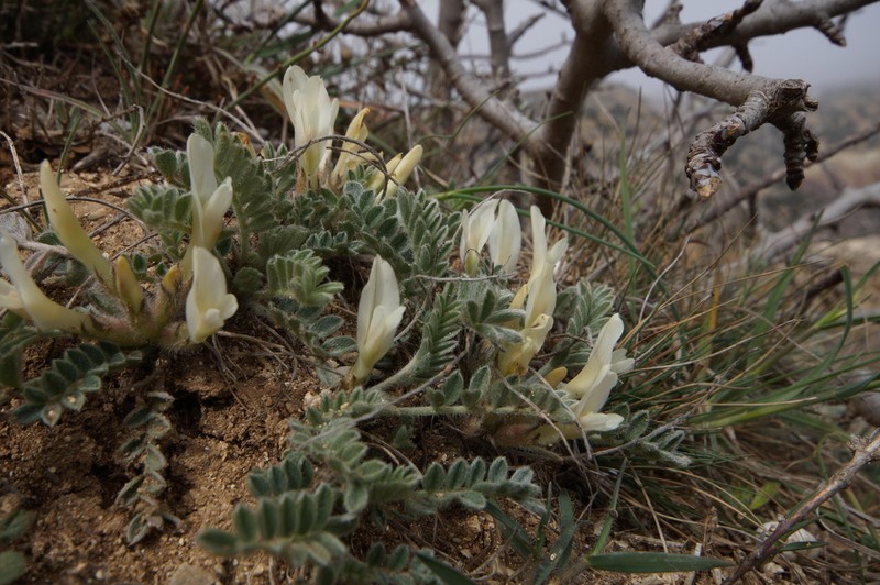 Astragalus rupifragus photo 3