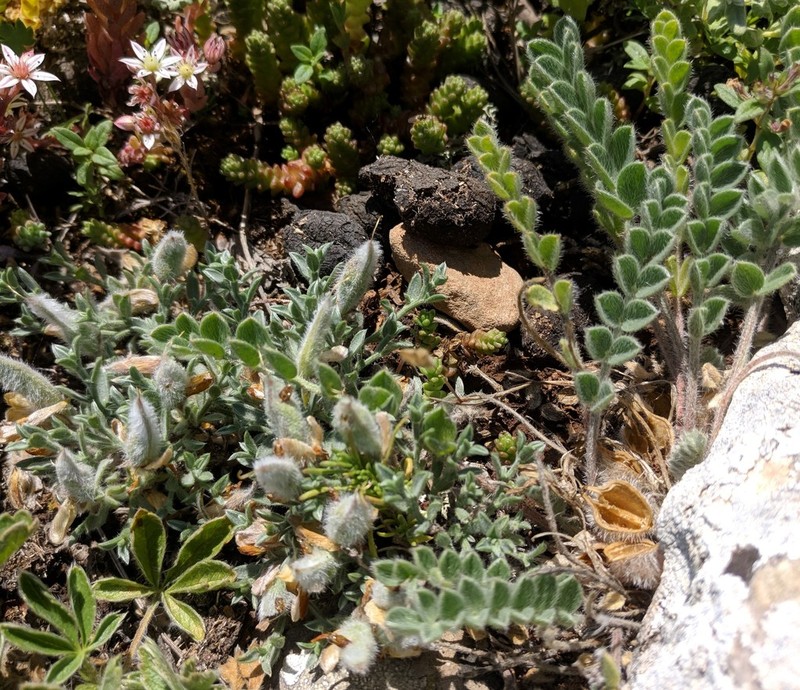 Astragalus rupifragus photo 4