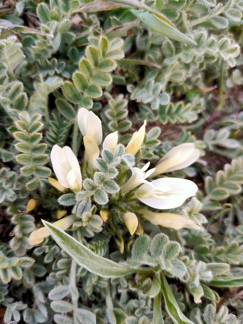 Astragalus rupifragus photo 5