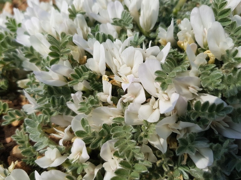 Astragalus rupifragus photo 6