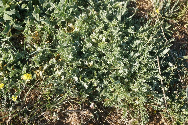 Astragalus rupifragus photo 7