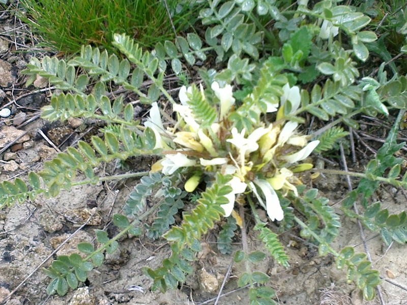Astragalus rupifragus photo 8