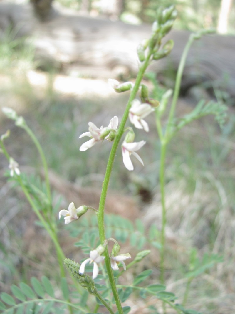 Rusby's Milkvetch