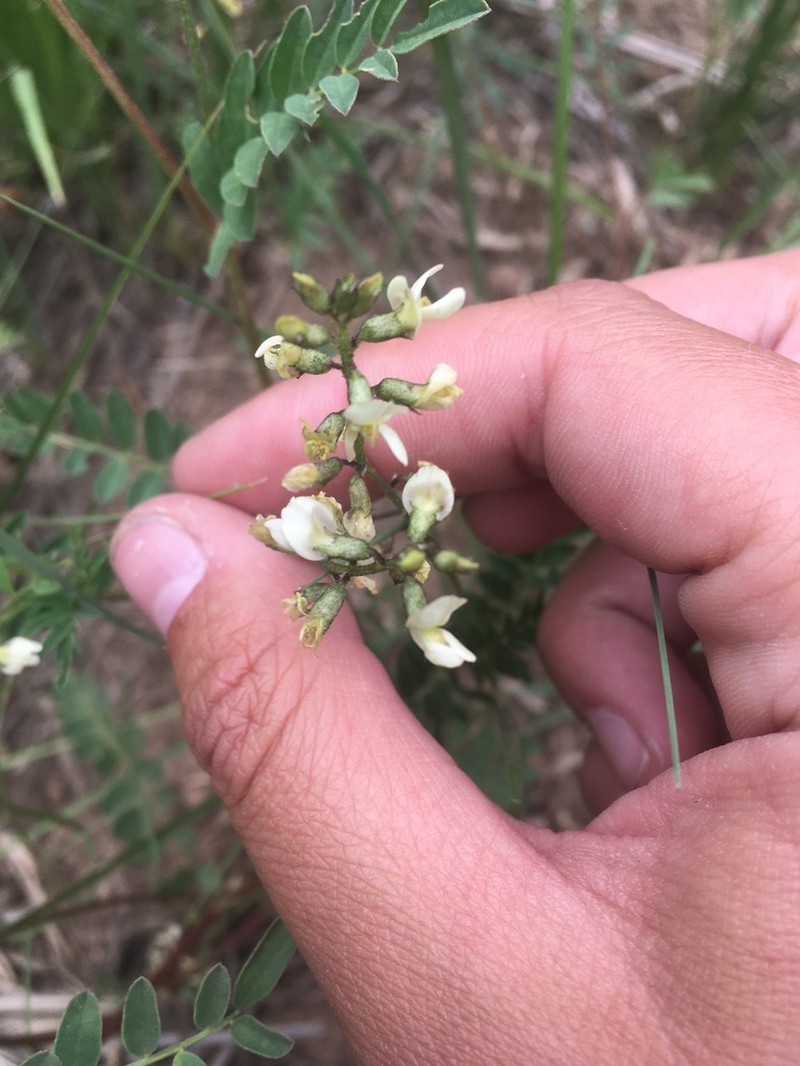 Rusby's Milkvetch photo 2