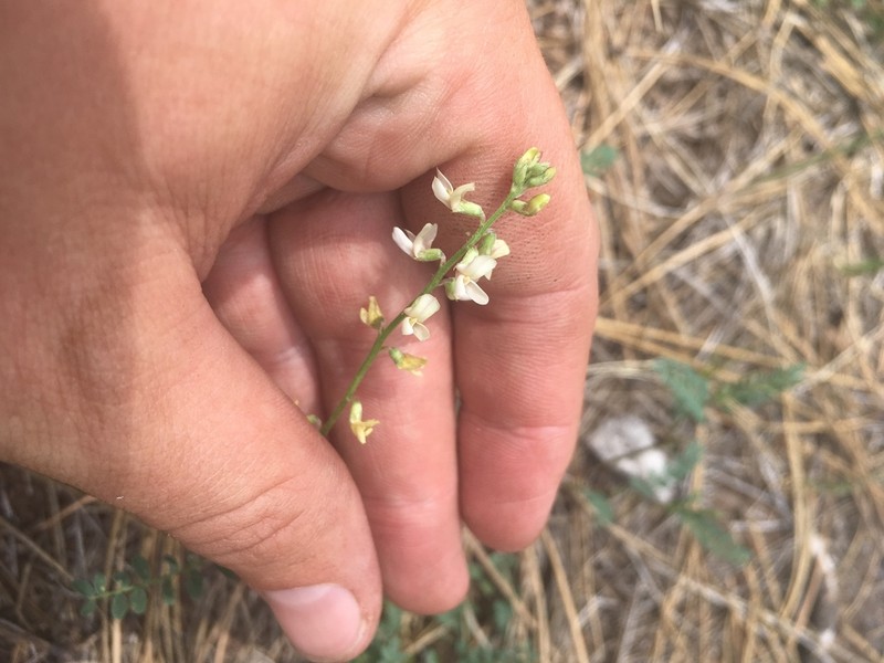 Rusby's Milkvetch photo 3