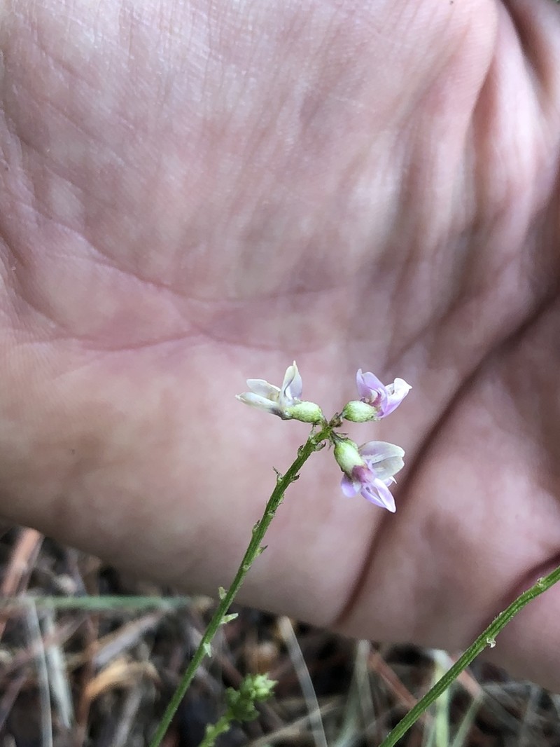 Rusby's Milkvetch photo 4