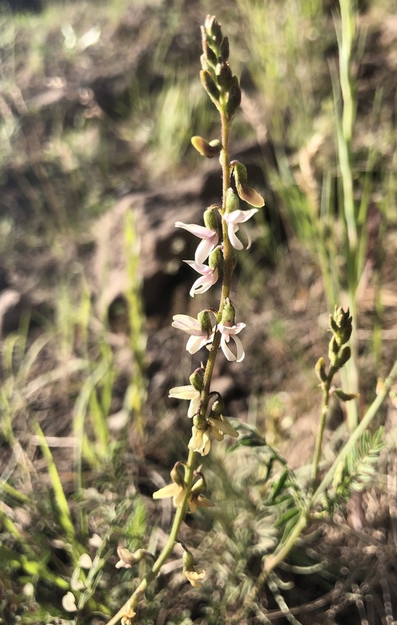 Rusby's Milkvetch photo 5