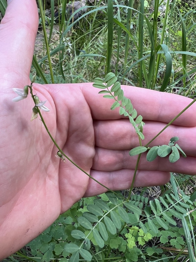 Rusby's Milkvetch photo 6