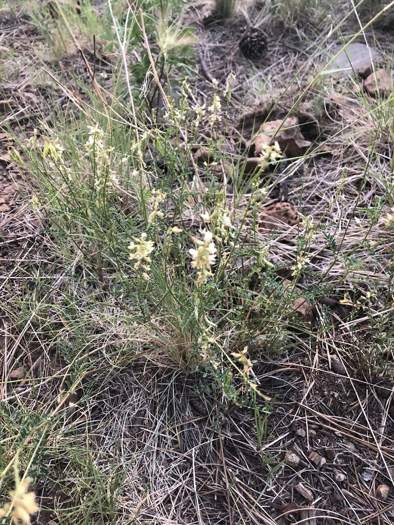 Rusby's Milkvetch photo 7