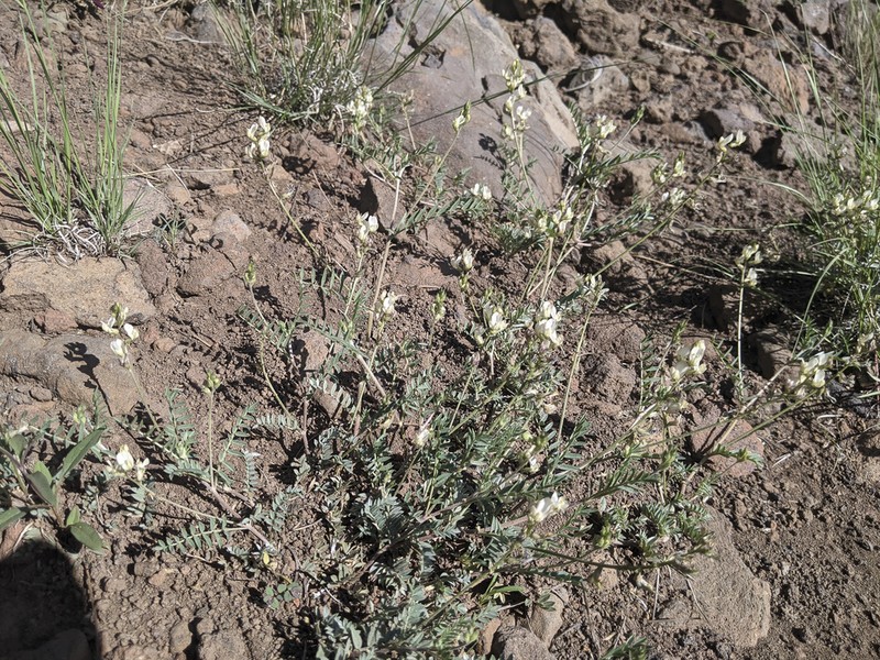 Rusby's Milkvetch photo 8