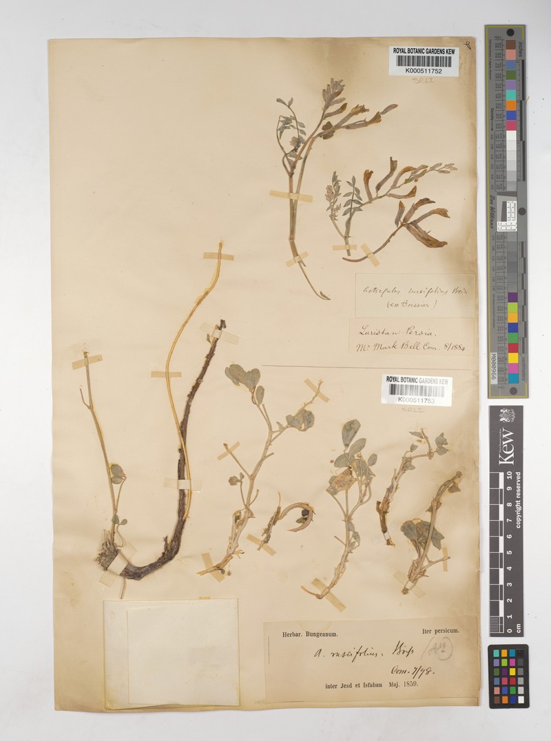 Astragalus ruscifolius