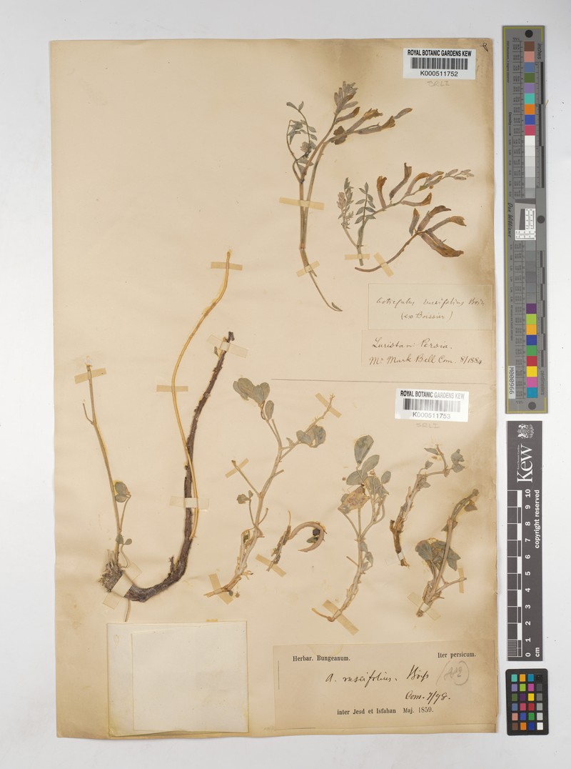 Astragalus ruscifolius photo 2