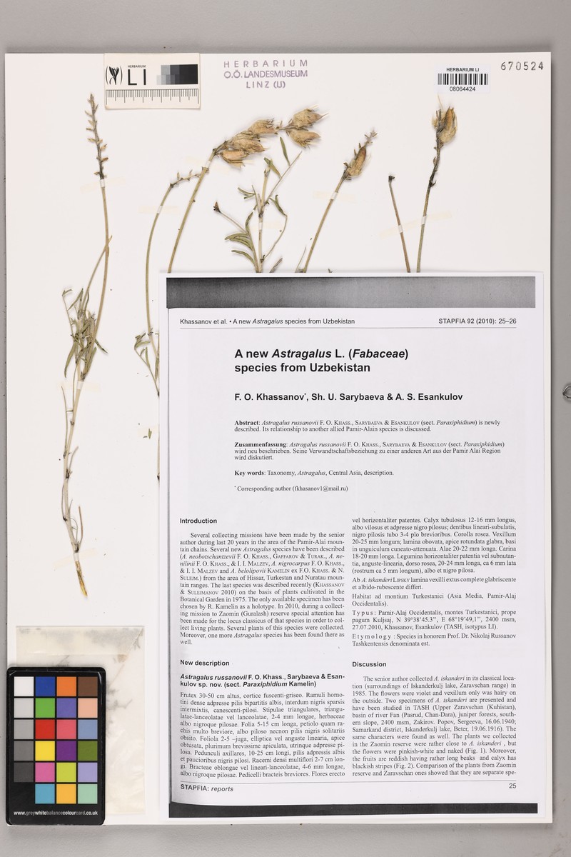 Astragalus russanovii