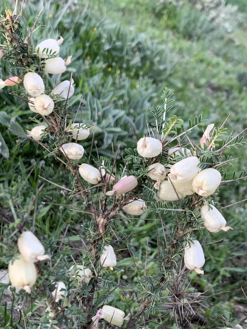Astragalus russellii