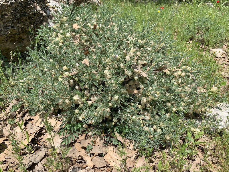Astragalus russellii photo 2