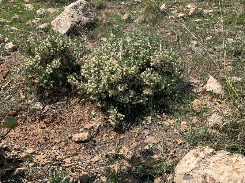Astragalus russellii photo 3