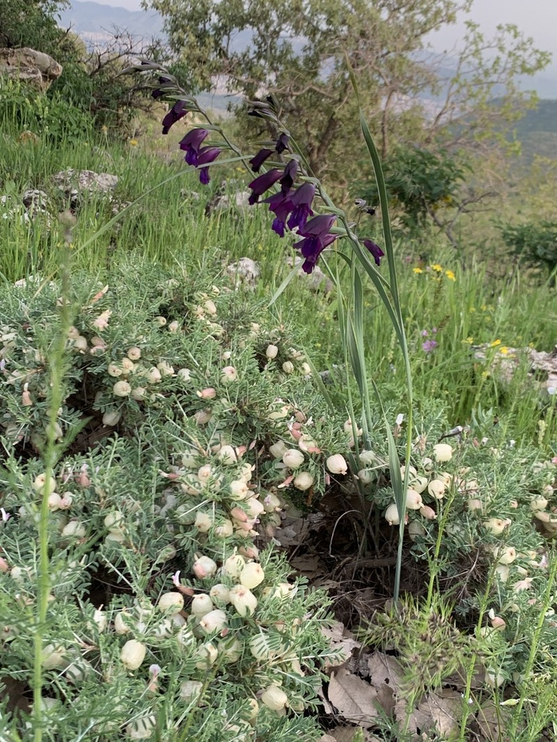 Astragalus russellii photo 4