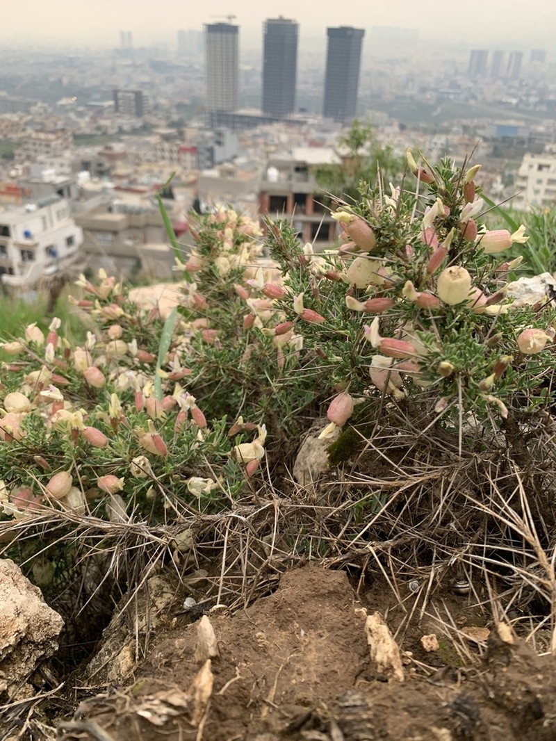 Astragalus russellii photo 5