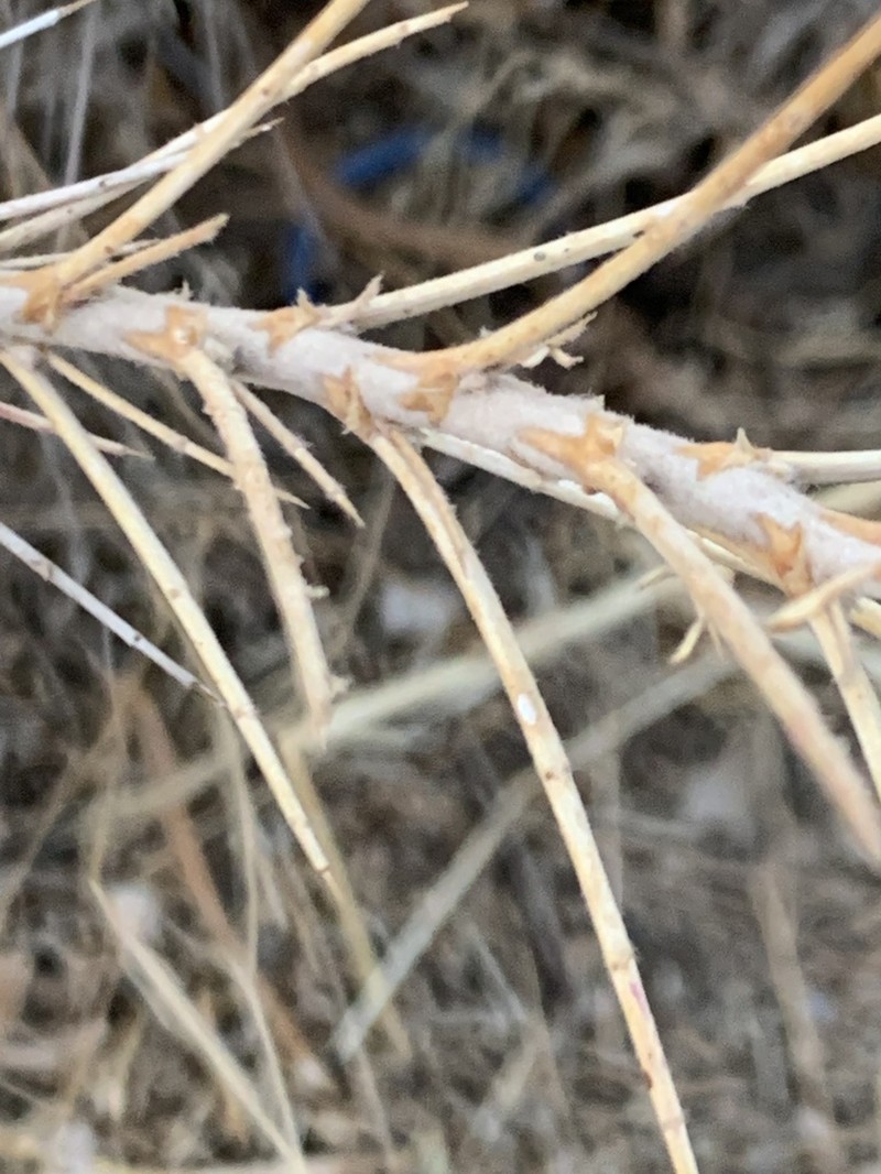 Astragalus russellii photo 6